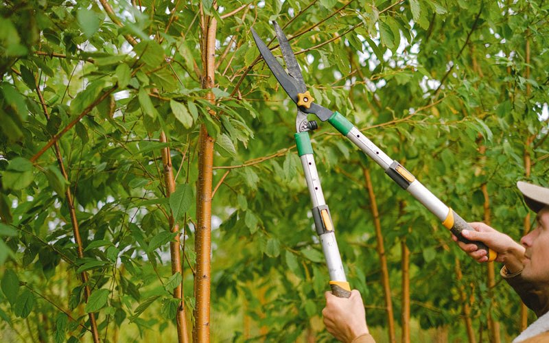 Tree trimming in Ellsworth, IA